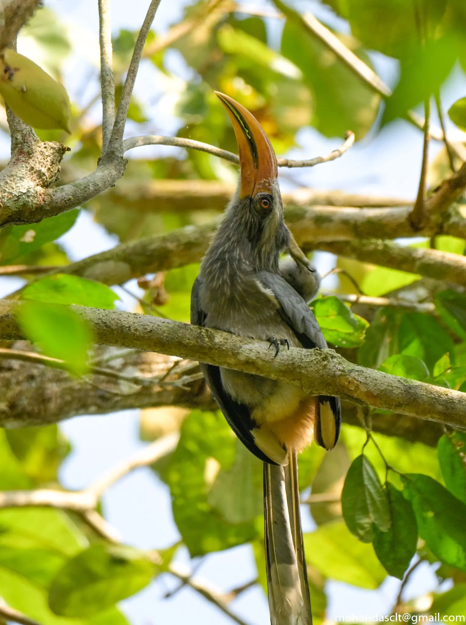Malabar Grey Hornbill